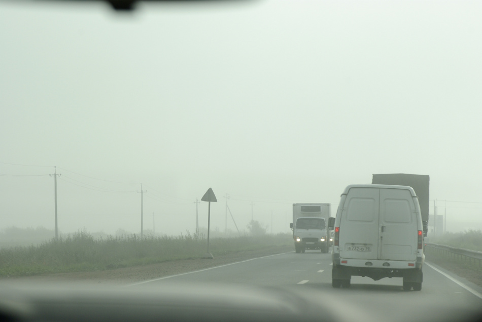 Два кабана едва не стали причиной аварии в Лисьем носу